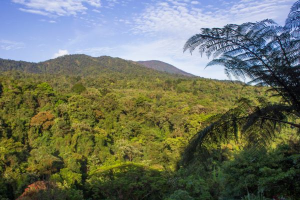 Circuit Viva La Vida et Jungle de Tortuguero pas cher photo 7