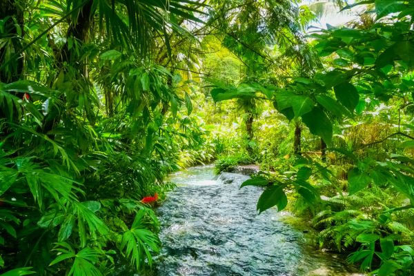 Circuit Viva La Vida et Jungle de Tortuguero pas cher photo 10