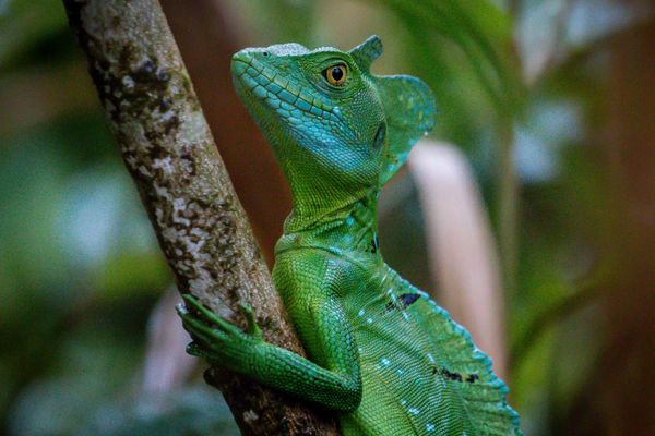 Circuit Viva La Vida et Jungle de Tortuguero pas cher photo 17