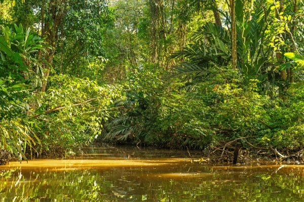 Circuit Viva La Vida et Jungle de Tortuguero pas cher photo 35