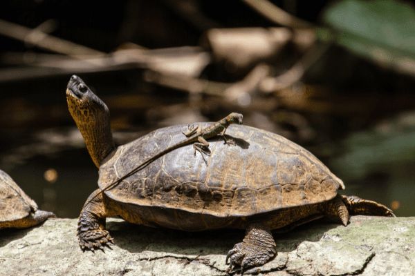 Circuit Viva La Vida et Jungle de Tortuguero pas cher photo 37