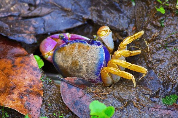 Circuit Viva La Vida et Jungle de Tortuguero pas cher photo 1