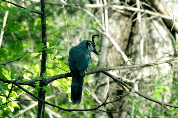 Circuit Viva La Vida et plage de Tamarindo 5* pas cher photo 1