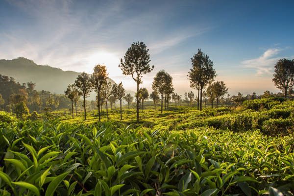 Combiné circuit et hôtel Circuit Joyaux du Sri Lanka (collectif) & plage au Framissima Evasion Turya pas cher