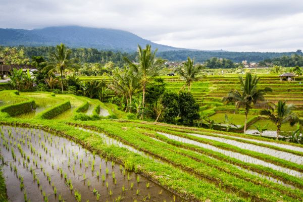 Circuit Couleurs et Sables de Bali 3* pas cher photo 15