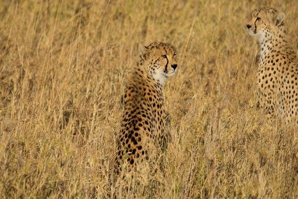 Circuit Safari entre grands parcs et lacs du nord de la Tanzanie pas cher photo 6