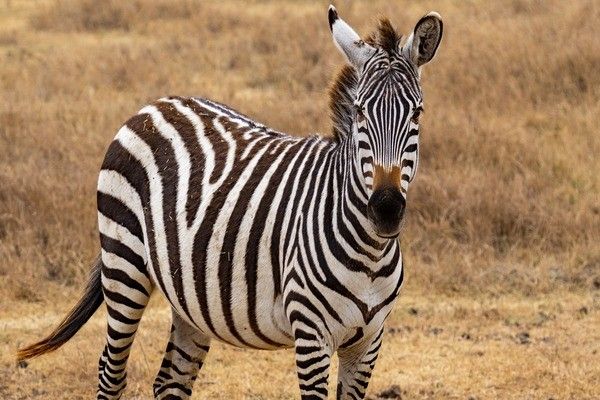 Circuit Safari entre grands parcs et lacs du nord de la Tanzanie pas cher photo 7