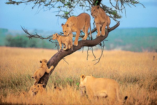 Circuit Safari entre grands parcs et lacs du nord de la Tanzanie pas cher photo 11