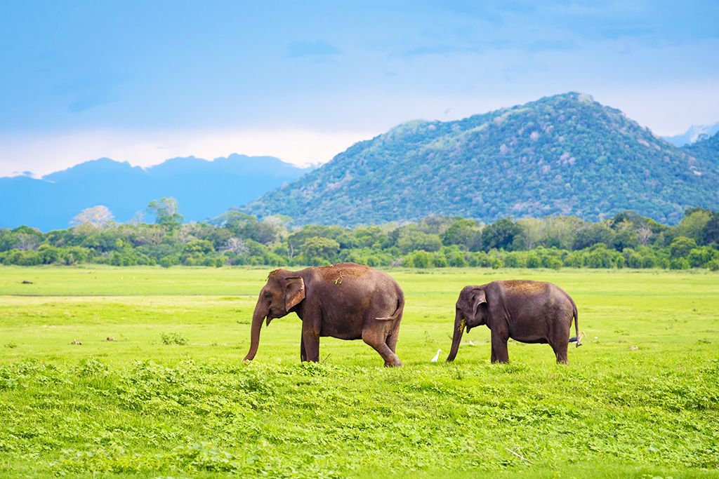 Merveilles de Ceylan 4* pas cher photo 10