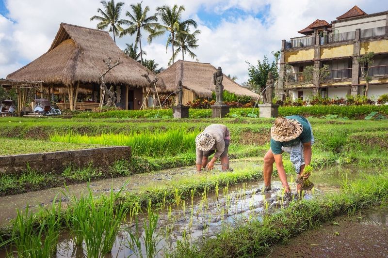 Escapade entre rizières d'Ubud, plages de Lombok et animation de Kuta pas cher photo 1