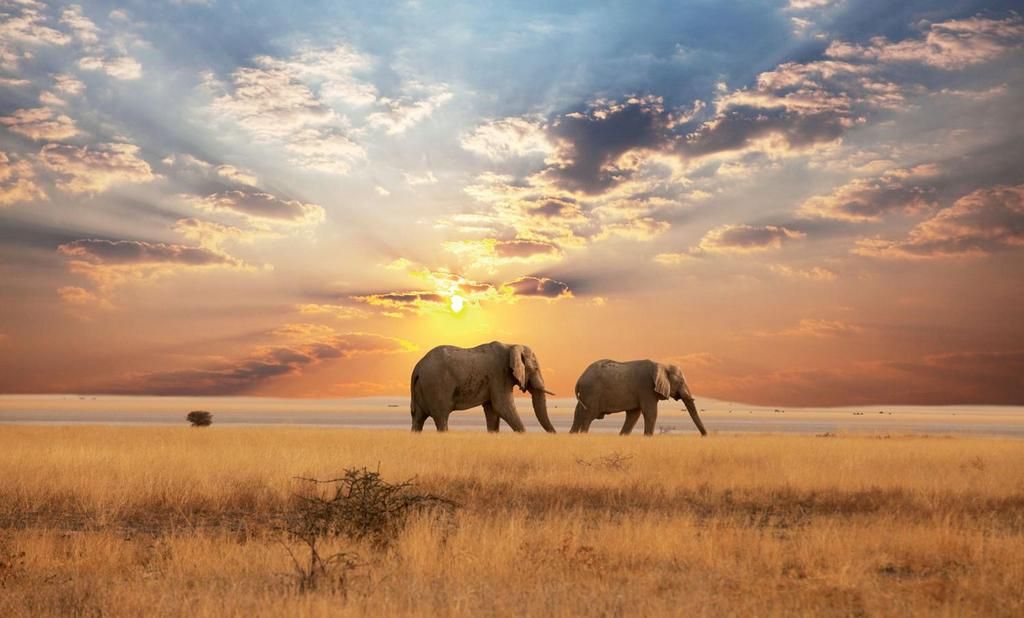 Ôclub Experience Jacaranda Beach Resort 4* & safari 1 nuit pas cher photo 1