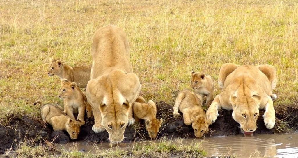 Ôclub Experience Jacaranda Beach Resort 4* & safari 1 nuit pas cher photo 9