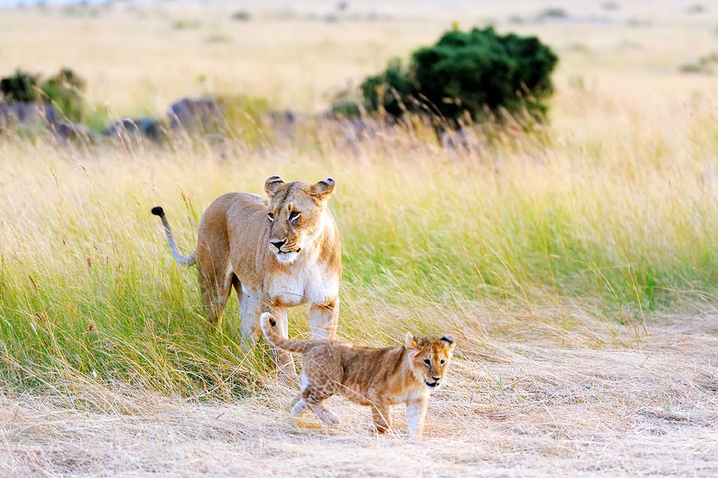 Leopard Beach Resort 5* + 3 nuits safari pas cher photo 1