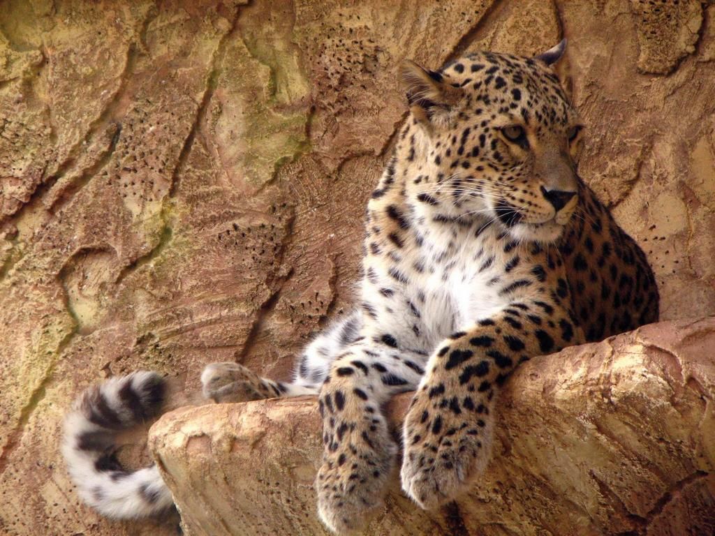 Leopard Beach Resort 5* + 3 nuits safari pas cher photo 11