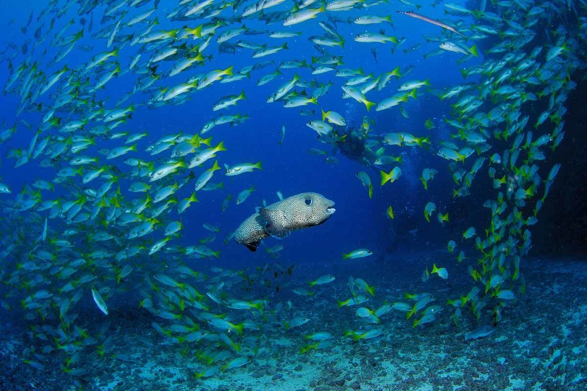 Échappée active depuis le Riu Palace Cabo Verde 5* - arrivée Sal pas cher photo 3