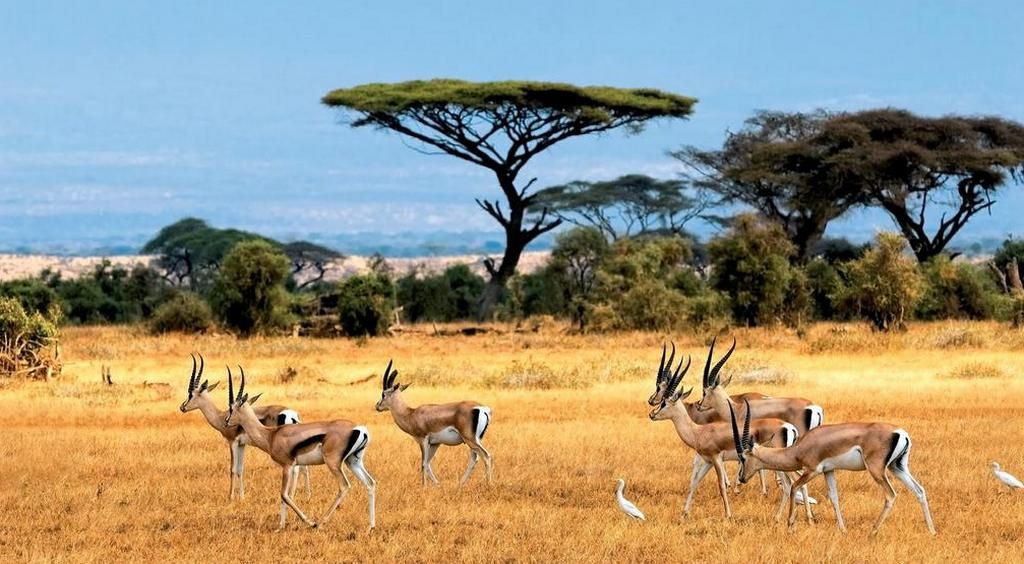 Ôclub Experience Jacaranda Beach Resort 4* & safari 2 nuits pas cher photo 1