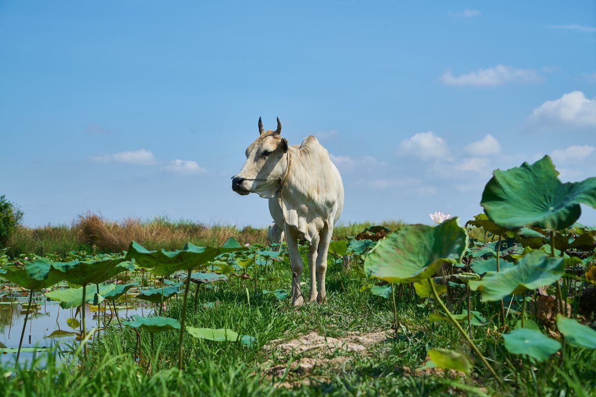 VIETNAM, CAMBODGE INSOLITE pas cher photo 1
