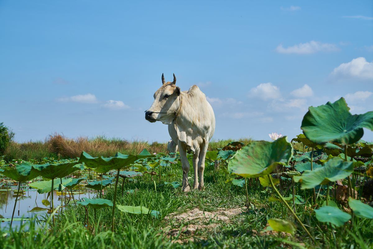 VIETNAM, CAMBODGE INSOLITE pas cher photo 1