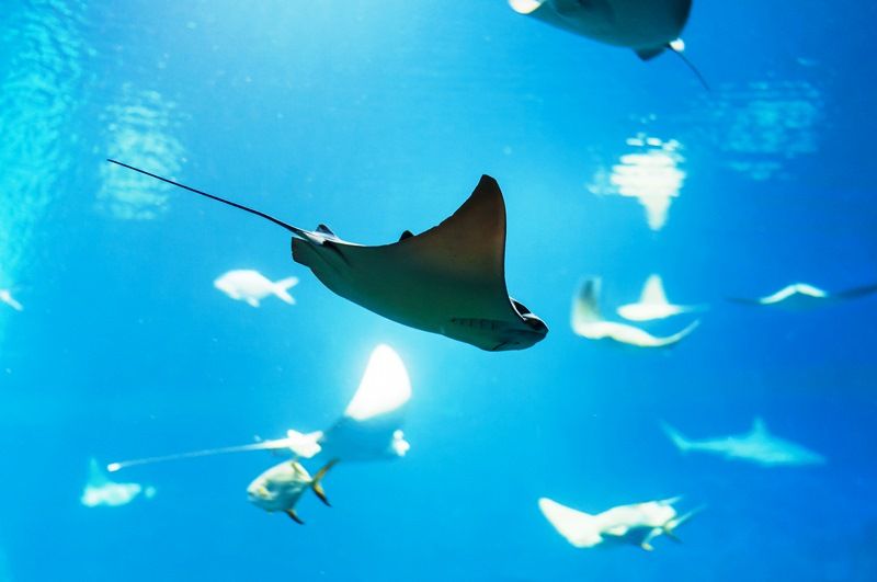 DREAM MALDIVES SUD ET ARI pas cher photo 3