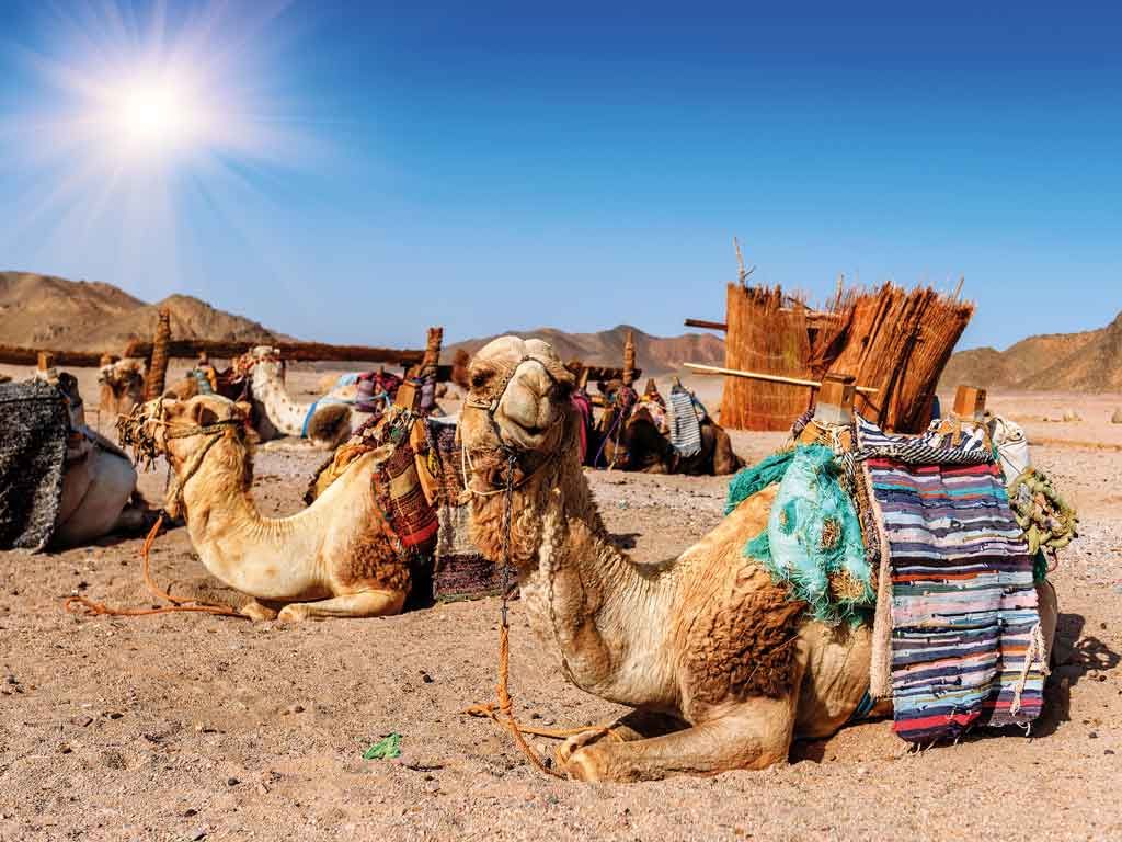 Splendeurs des Émirats pas cher photo 8