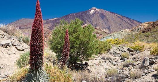 Tenerife Saveur Rando 4* - Tenerife pas cher photo 2