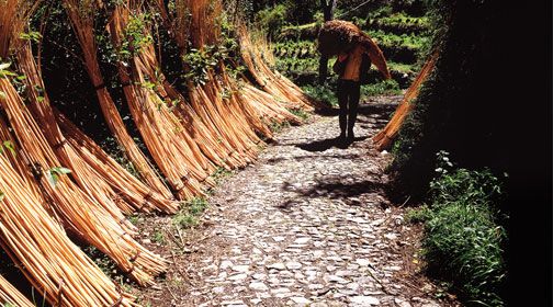Au Coeur de Madère 3* pas cher photo 5