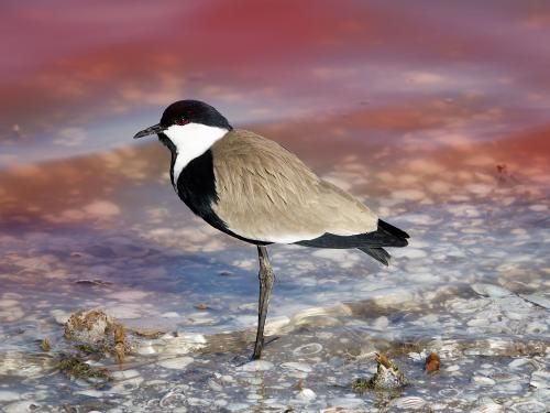 Circuit Tresors du Senegal 3* pas cher photo 4