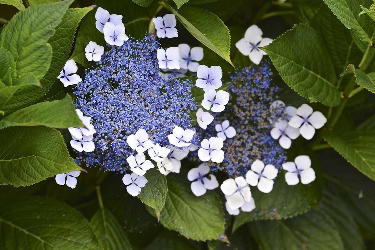 Echappée aux Açores depuis São Miguel - Hôtels 3* pas cher photo 3