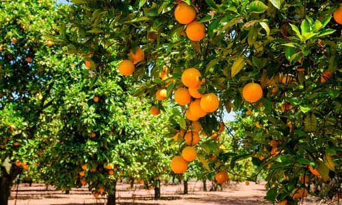 INDISPENSABLE PORTUGAL pas cher photo 9