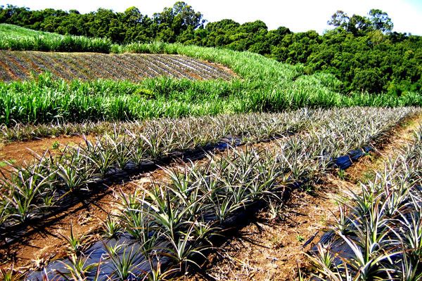 Circuit Les Essentiels de la Thaïlande 3* pas cher photo 8