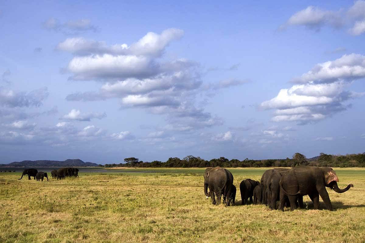 Circuit privé Ceylan vert pas cher photo 7