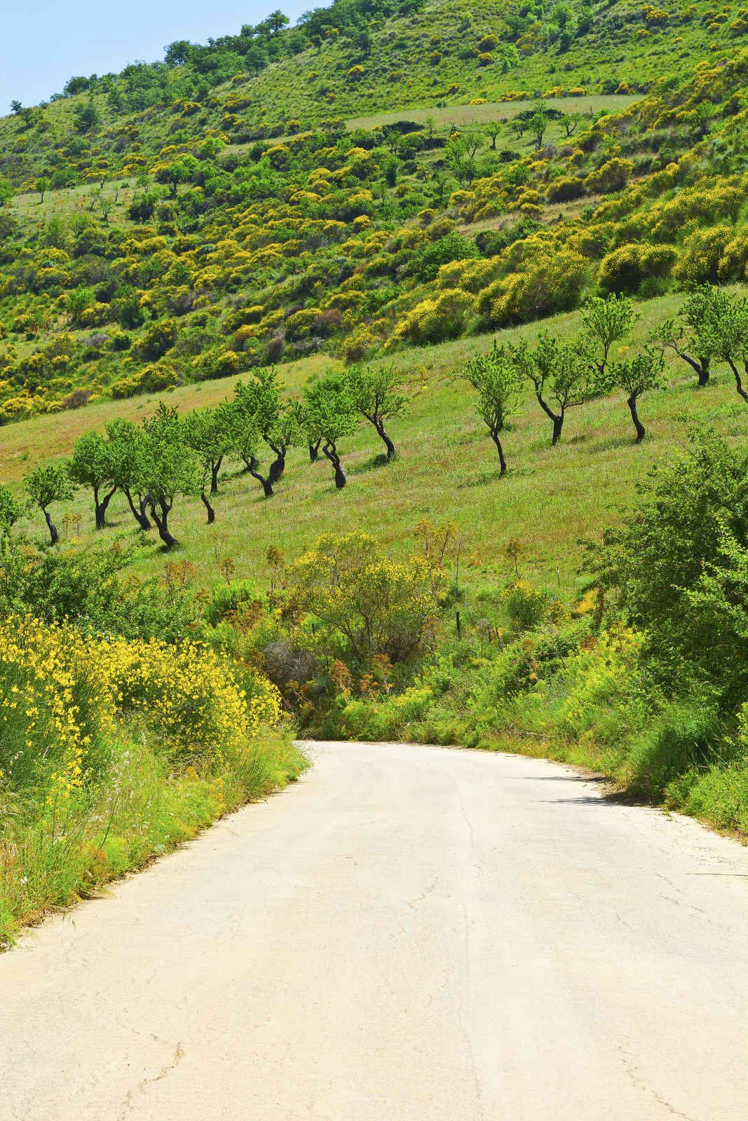 Trinacria pas cher photo 2