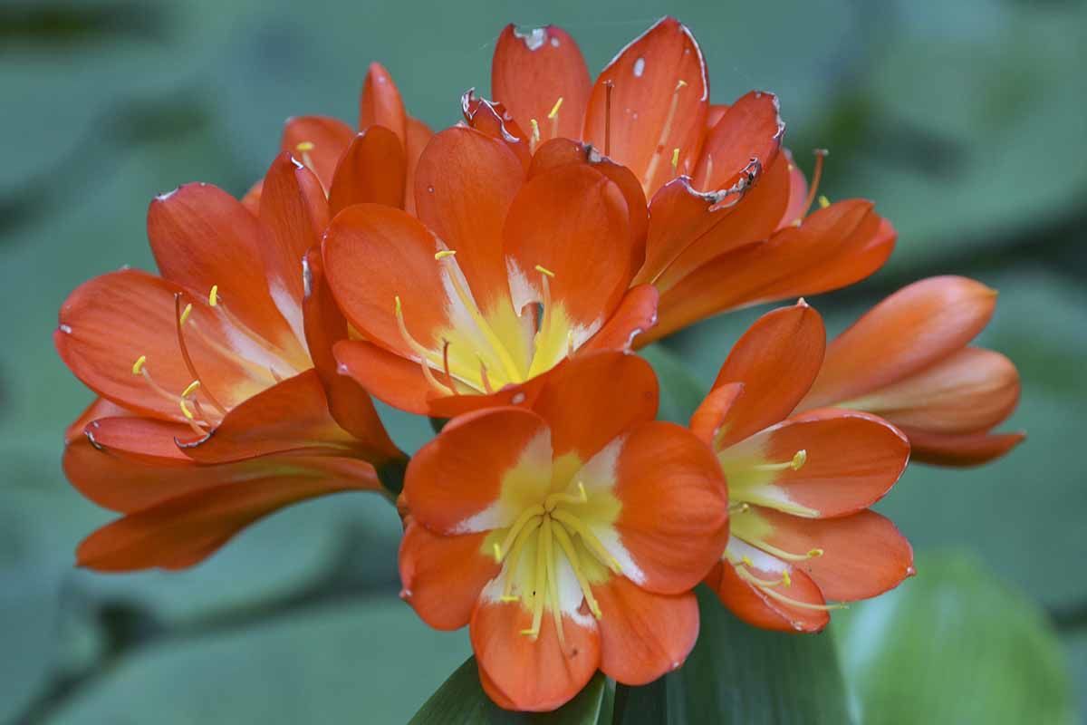 Circuit Chemins de São Miguel pas cher photo 8