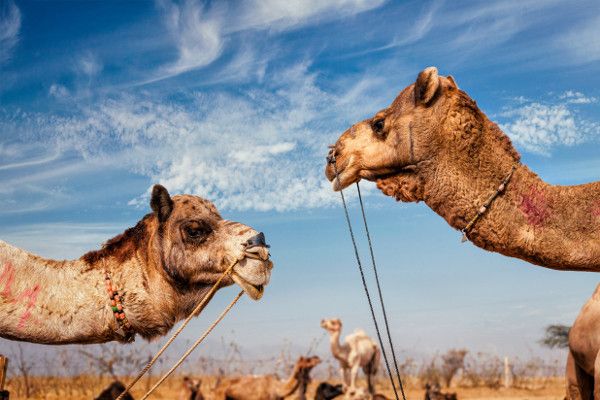 Circuit Beautés du Rajasthan 3* pas cher photo 10