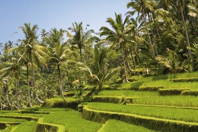 Welcome Vietnam ! A prix imbattable ! pas cher photo 5