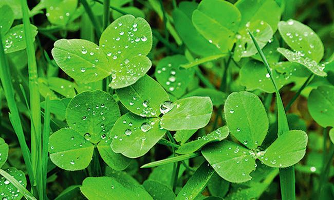 INDISPENSABLE IRLANDE pas cher photo 3