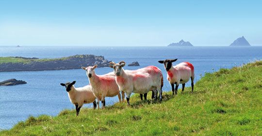 Au Coeur de l'Irlande - Irlande pas cher photo 4