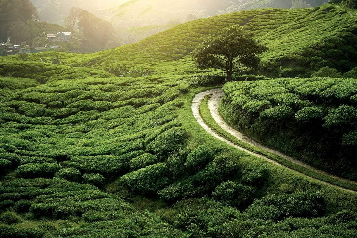 Circuit Trésors du Sri Lanka pas cher photo 10