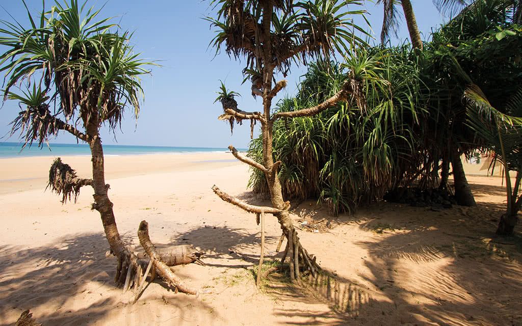 Circuit Découverte du Sri Lanka - 5 Nuits pas cher photo 4