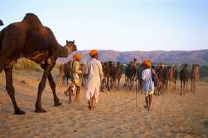 Au Pays des Maharajahs, Foire de Pushkar - Inde, Rajasthan pas cher photo 2