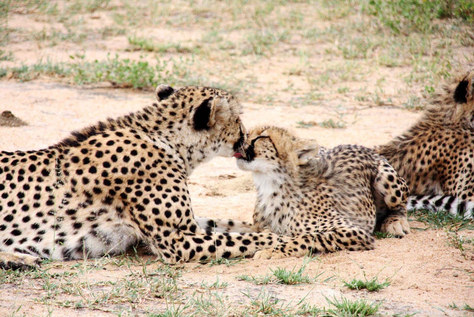 Yebo Cha Africa pas cher photo 3