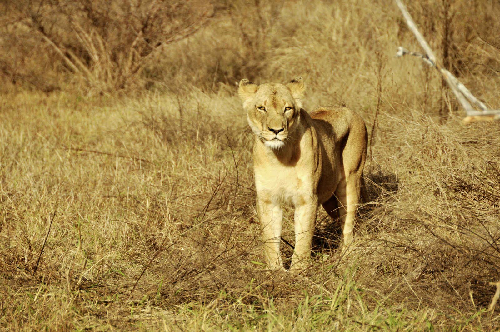 Yebo Cha Africa pas cher photo 6