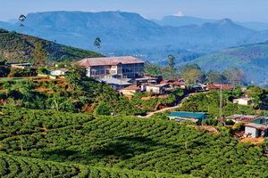 Ceylan Essentiel - Sri Lanka pas cher photo 2