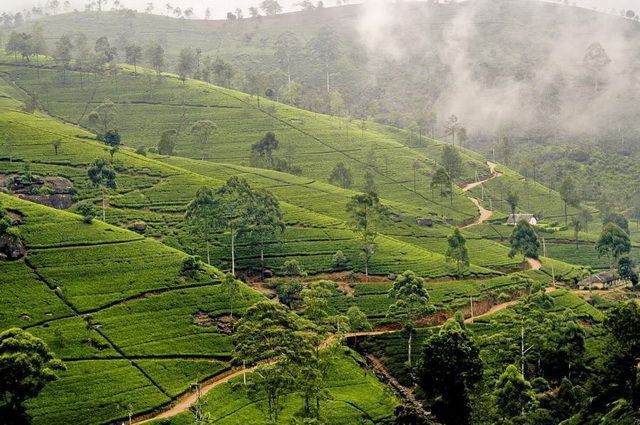 Ceylan Essentiel - Sri Lanka pas cher photo 11