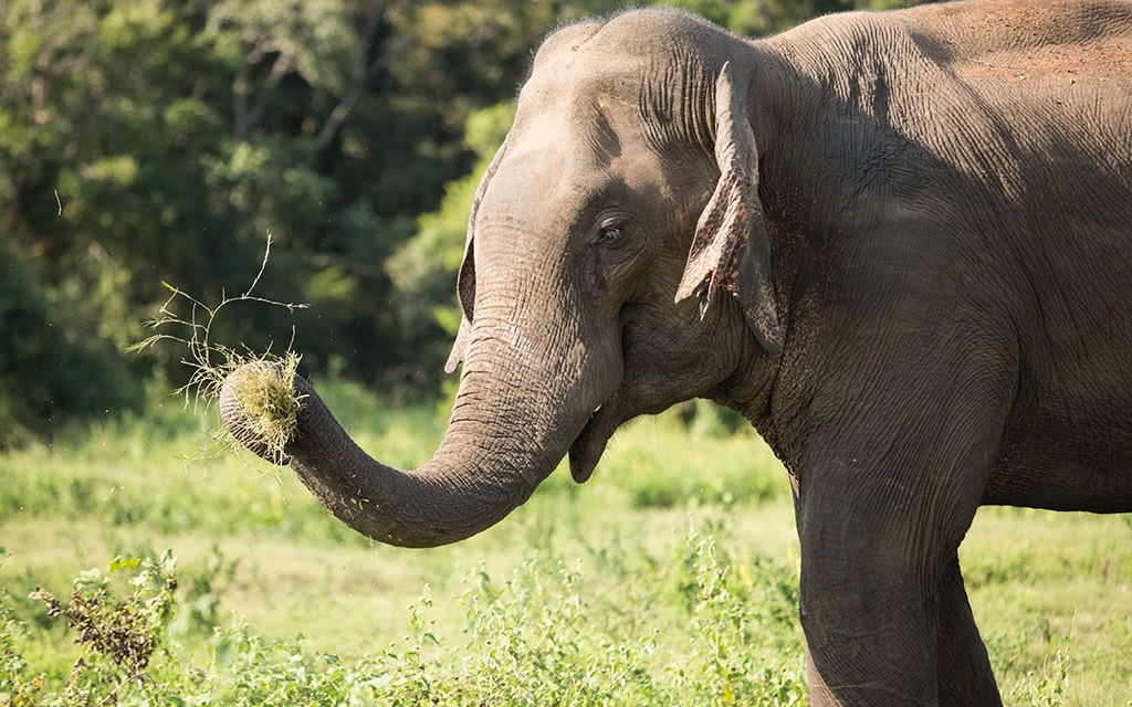 Circuit Sri Lanka : L'Ile Merveilleuse 3 - 7 nuits - Offre spéciale Noces pas cher photo 5
