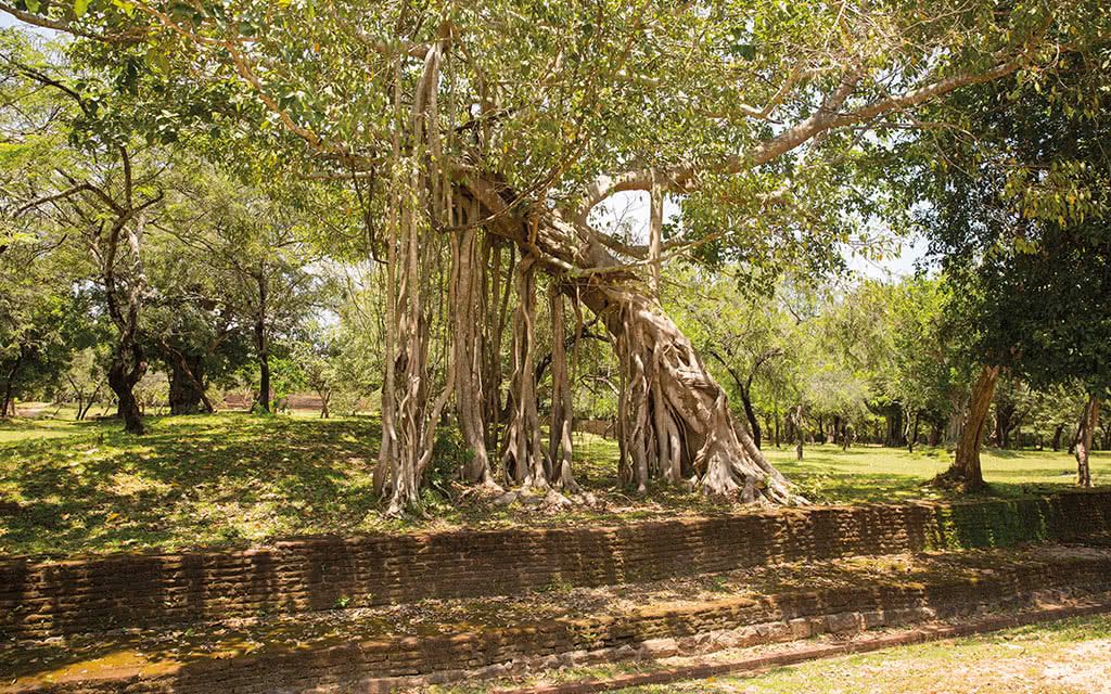 Circuit Sri Lanka : L'Ile Merveilleuse 3 - 7 nuits - Offre spéciale Noces pas cher photo 9