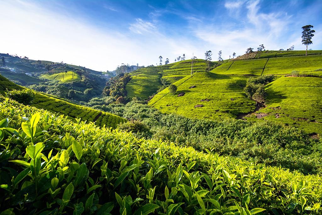 Les Immanquables Du Sri Lanka 3* pas cher photo 2
