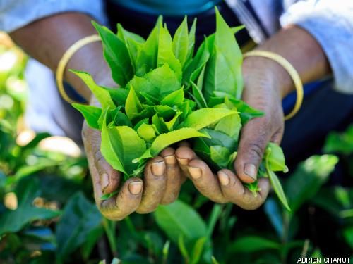 Circuit Merveilles du Sri Lanka pas cher photo 2