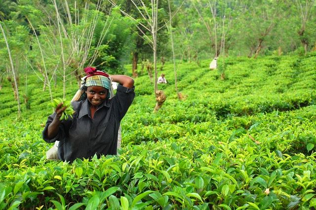 Splendeurs du Sri Lanka 10J/7N - 2019/2020 pas cher photo 5