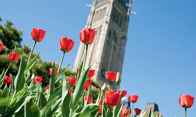 INDISPENSABLE CANADA pas cher photo 1